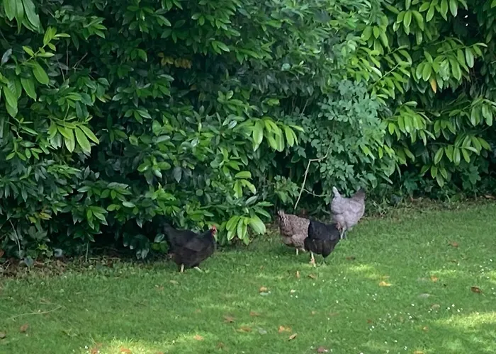 Holiday home La Lezardiere